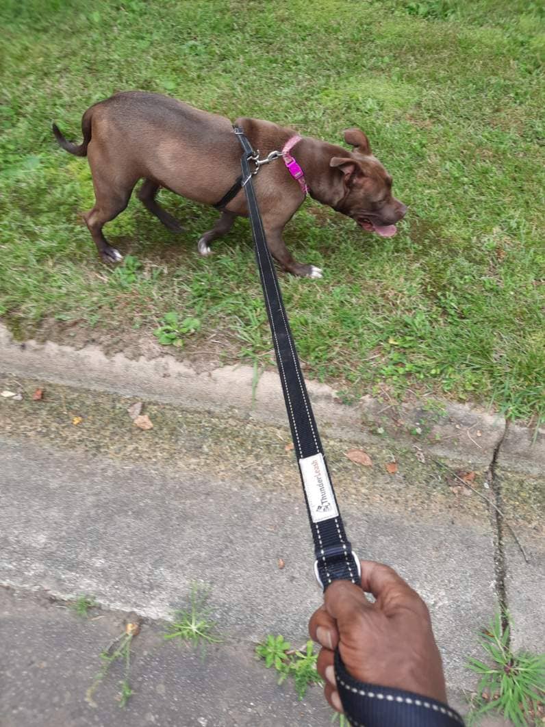 Happy dog during stay